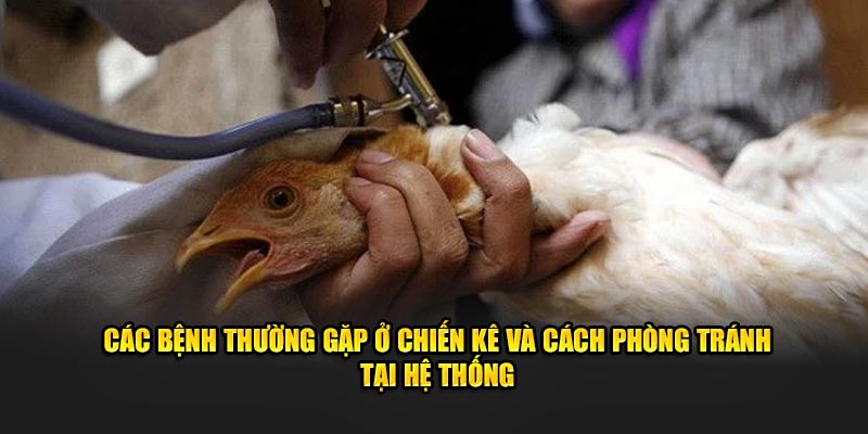 Các bệnh thường gặp ở chiến kê và cách phòng tránh tại hệ thống 