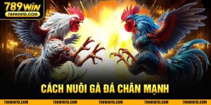 Cách nuôi gà đá chân mạnh