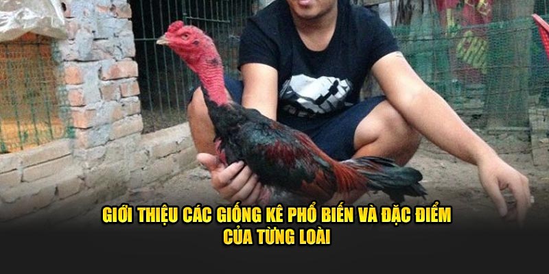 Giới thiệu các giống kê phổ biến và đặc điểm của từng loài 