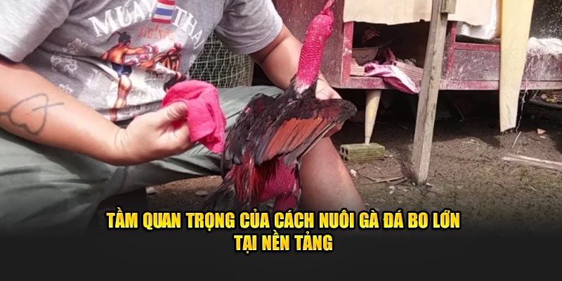 Tầm quan trọng của cách nuôi gà đá bo lớn tại nền tảng 